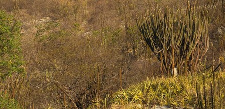 caatinga