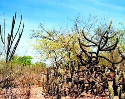 caatinga