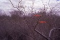 /album/caatinga-/vegetacao-da-caatinga-jpg/